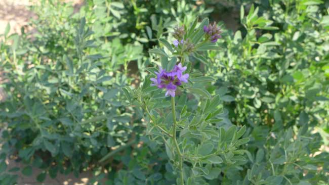 1475558606912230.jpg pt9.jpg